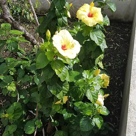 Appartement Hibiscus