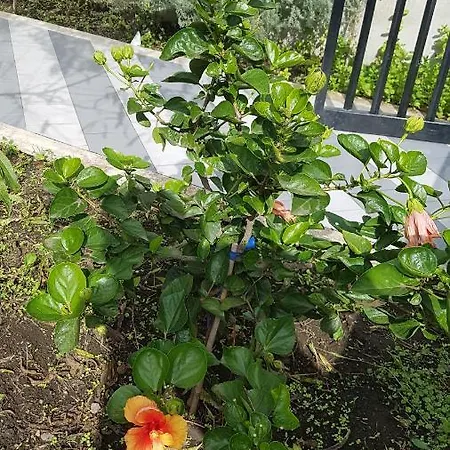 Appartement Hibiscus *