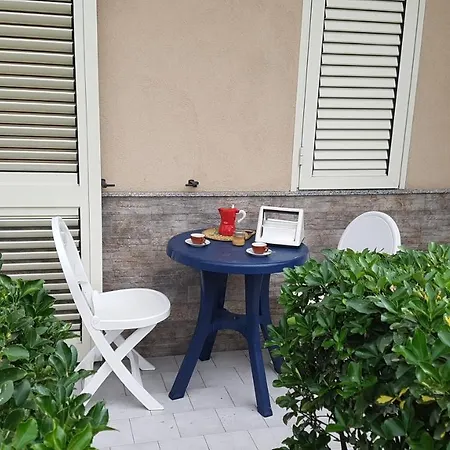 Hibiscus *