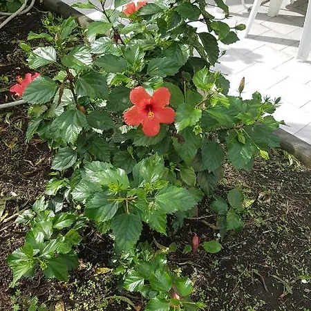 Appartement Hibiscus Mascali